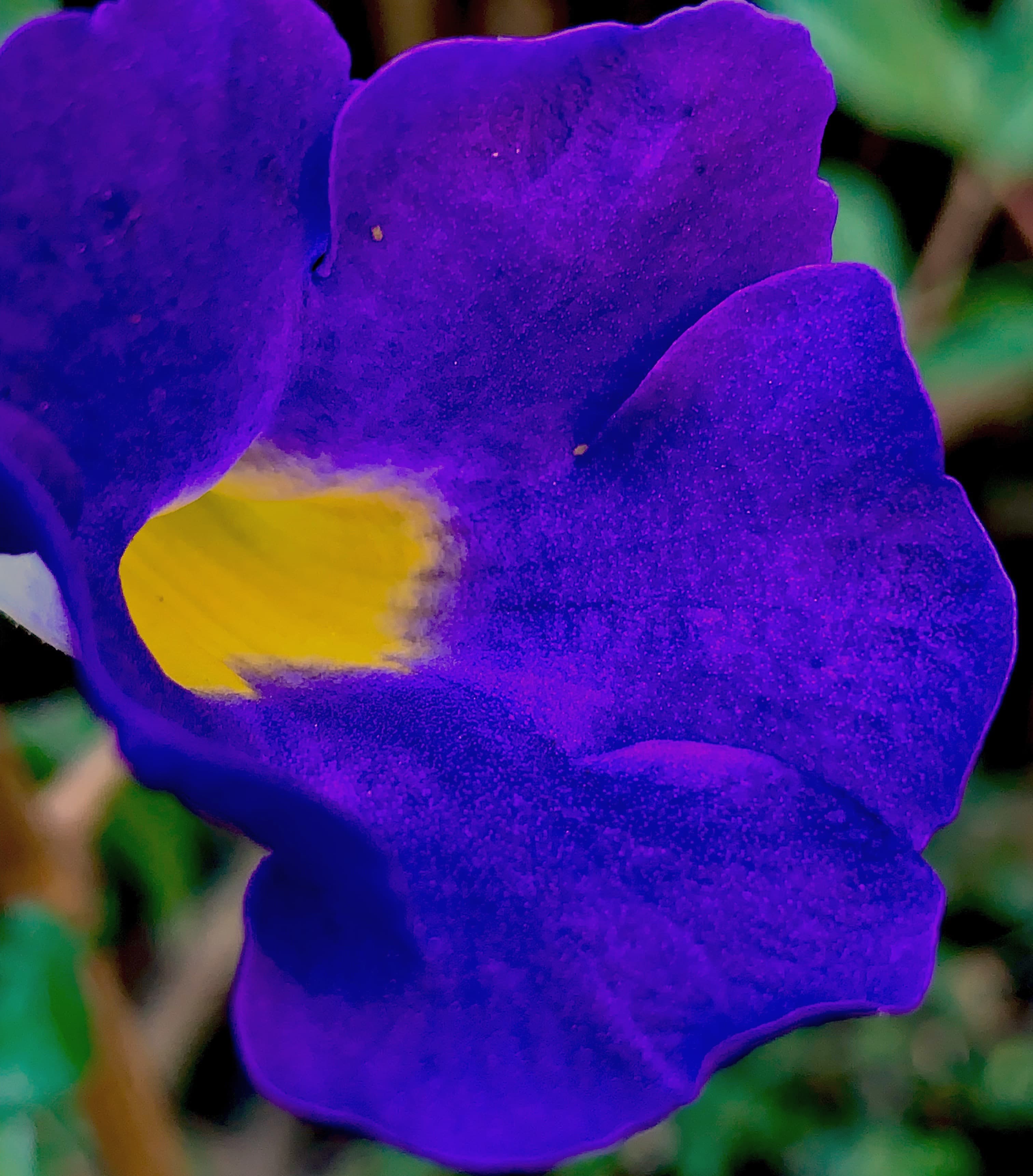 Petal Geometry